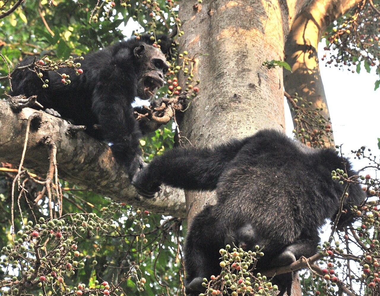 Northwest Tanzania, Tanzania